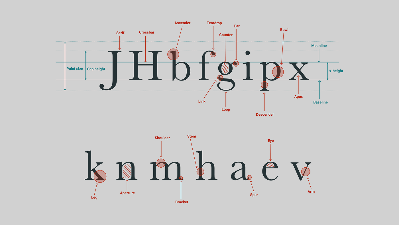 Typography anatomy diagram illustrating the structure of written language